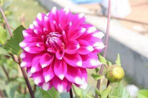 ডালিয়া ফুলের ছবি | Daliya flower Photo